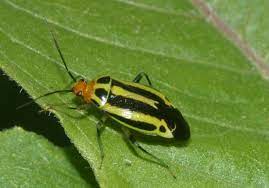 Check spelling or type a new query. Tiny Bug Packs A Big Bite Insects In The City