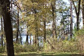 Glampers at this sam houston national forest cabin will find their rental fully equipped with enough tables and chairs to allow 40 people to relax in style. Sam Houston National Forest New Waverly 2021 All You Need To Know Before You Go Tours Tickets With Photos Tripadvisor