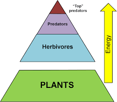 This Diagram Shows The Trophic Levels From Producers Or