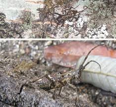 Image result for Syzygium komatiense