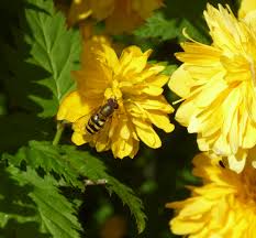 Image result for Kerria japonica