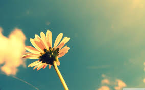 Here you can get the best wallpapers tumblr for your desktop and mobile devices. Tumblr Wallpaper Pretty L3a Wallpaperun Com