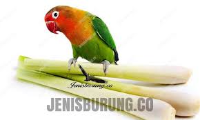 Bagaimana cara membuat jamu untuk lovebird ?. Ramuan Daun Serai Agar Lovebird Ngekek Panjang Jenis Burung