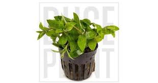 Staurogyne Repens Aquatic Plants Plants Foliage