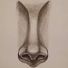 تعليم الرسم بالرصاص كيف ترسم الانف بشكل سهل جدا للمبتدئين رسم انف وجه رصاص art drawings art drawings sketches art