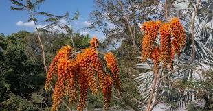Image result for Ceropegia racemosa