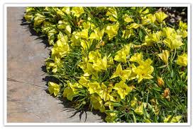 Image result for Ipomoea oenotherae