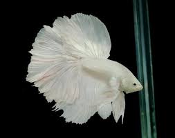 Halfmoon Betta Fish Holy Wow I Bet These Are Eff Off Expensive But I Kind Of Want One Now Betta Fish Betta Fish Types Betta