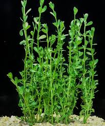 Image result for Bacopa monnieri