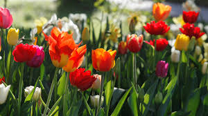 Denn abgesehen von hybriden, lassen sich die meisten pflanzen durch samen vermehren. Samen Fetzer