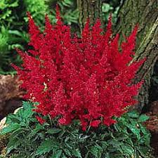 Mar 18, 2019 · we compiled 41 blue flowers and their care instructions. Red Astilbe Brightly Colored Shade Plants Shade Plants Shade Flowers Plants