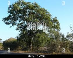 Image result for Berchemia discolor