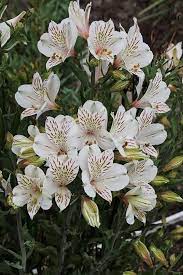 Alstroemeria Casablanca Alstroemeria Dry Shade Plants Hummingbird Plants