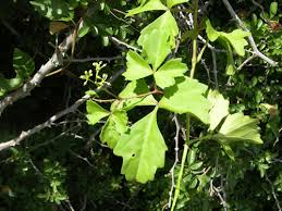 Image result for Cissus integrifolia