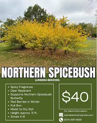 Image result for Buchnera libenii