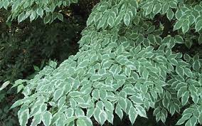 Selv om trærne har lignende landskapsbruk, er 'wolf eyes' en overlegen. Wolf Eyes Kousa Dogwoodl Featured Plant Archive Betten Landscape Design Baltimore Maryland