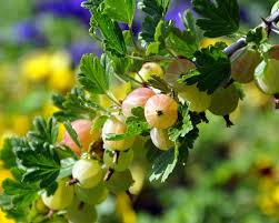 Für eine gesunde basische ernährung ist dieser überblick wichtig. Stachelbeere Pflanzen Pflege Und Tipps Mein Schoner Garten
