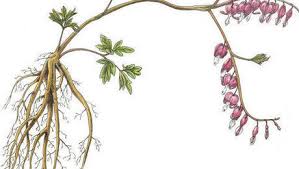 Small floating plants, small marginal plants and small submerged plants. Caring For Plant Roots What You Need To Know Finegardening