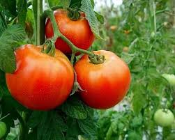 extremadura 7 dias on twitter tomato garden tomato farm gardens