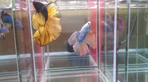 2013 01 13 My Luxury A Halfmoon Betta Tank Betta Tank Halfmoon Betta Betta Fish Tank