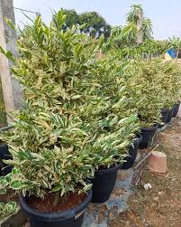 Image result for Suregada