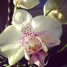 My Orchid Is Blooming After The 1 5 Year Silence P Flowers Surprise Viherpeukalo Orchids Bloom Flowers