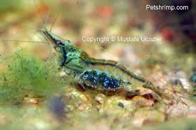 All About Shrimp Shrimp Freshwater Aquarium Shrimp Betta Fish Types