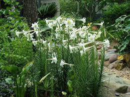 Flowering bulb plants in the philippines. Plantfiles Picture 6 Of Philippine Lily Lilium Philippinense Lily Seeds Planting Bulbs Lilium