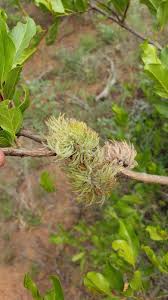 Image result for Combretum schumannii