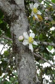 Image result for Bellucia pentamera