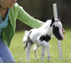 30 Cute Baby Animals That Will Make You Go Aww Baby Horses Baby Animals Animals