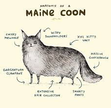 anatomy of a maine coon art print