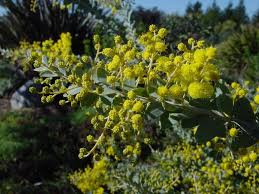 Image result for Acacia kamerunensis