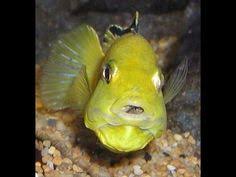 Yavru Fabrikasi Sari Prenses Akvaryum Baliklari Yellow Cichlid Akvaryum Balik Akvaryum Baligi