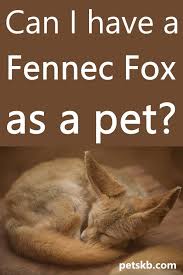 Can I Have A Fennec Fox As A Pet The Pets Kb In 2020 Pets Dog Care Cat Care