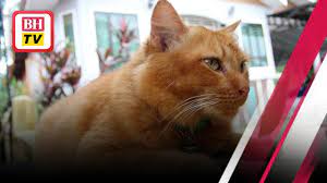 Maybe you would like to learn more about one of these? Kisah Nana Kucing Jantan Setia Ziarah Kubur Tuan