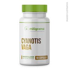 Image result for Cyanotis vaga