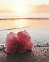 pin de sos q8 em ورد belas imagens