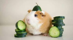 Unfortunately, this is one of those questions that have both a yes and no answer. Can Guinea Pigs Eat Cucumber Pet Care 4 All