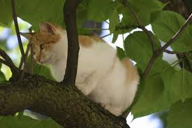 Repulsif Pour Chat Comment Faire Un Repulsif Naturel Pour Chat Maison Doctissimo Repulsif Chat Naturel Repulsif Chat Jardin Chat