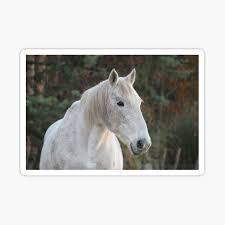 Maybe you would like to learn more about one of these? Dapple Grey Stallion Gifts Merchandise Redbubble