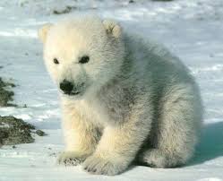 Animal And Name Picture Endangered Species Most Endangered Animals Endangered Species Across The Glo Cute Polar Bear Baby Polar Bears Baby Animals Pictures