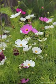 Cosmeen In Weiss Und Rosa Gartenblumen Mehrjahrige Pflanzen Garten