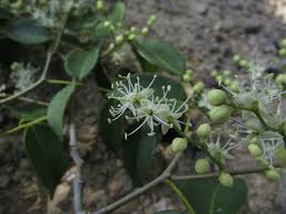 Image result for Copaifera baumiana