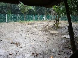 Check spelling or type a new query. Pagar Kawasan Seluas 1 Ekar Projek Ternakan Kambing Mampu Milik Rakyat Malaysia Amin Agrotech Farm Sa0061956 W