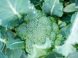 Broccoli growing in the garden. How To Plant And Grow Broccoli Hgtv