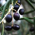 Achat Internet En Ligne Valdition Vin Rouge Rose Blanc Aix En Provence Alpilles Saint Remy De Provence St Remy De Provence Mouries A Huile D Olive Huile Olives