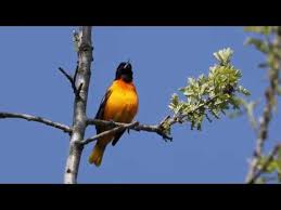 The rich, whistling song of the baltimore oriole (icterus galbula), echoing from treetops near homes and parks, is a sweet herald of spring in eastern north america. Baltimore Oriole Singing Youtube