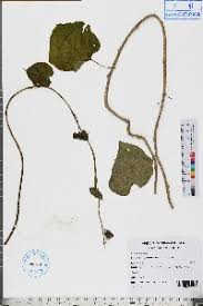 Image result for Tinospora tenera