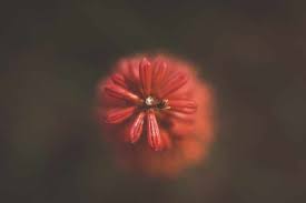 7 Best Macro Photography Tips For Creative Photos Click It Up A Notch Macro Photography Tips Macro Photography Flowers Nature Photography Tips